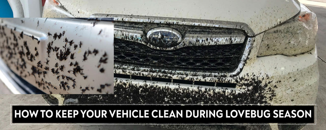 How To Keep Your Vehicle Clean During LoveBug Season - TopCoat Products, LLC
