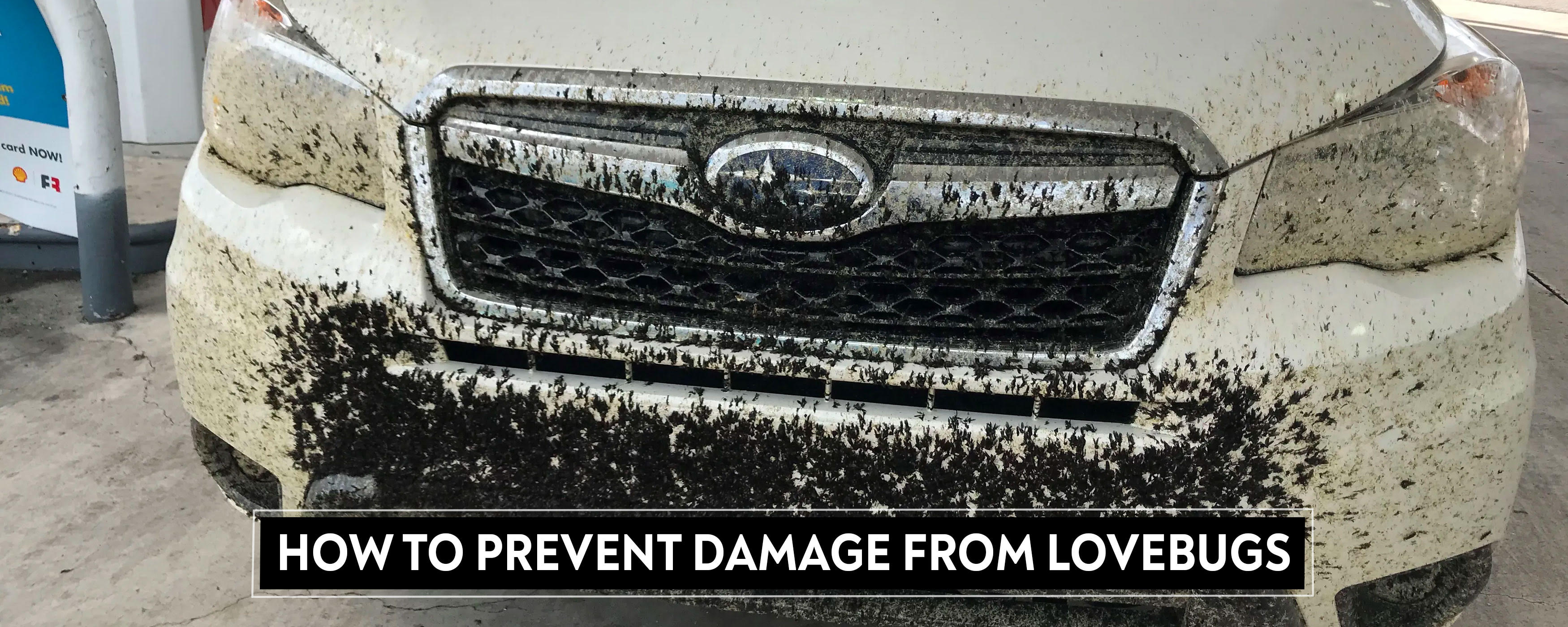 How To Prevent Damage from Lovebugs - TopCoat Products, LLC