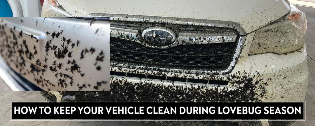 How To Keep Your Vehicle Clean During LoveBug Season - TopCoat Products, LLC
