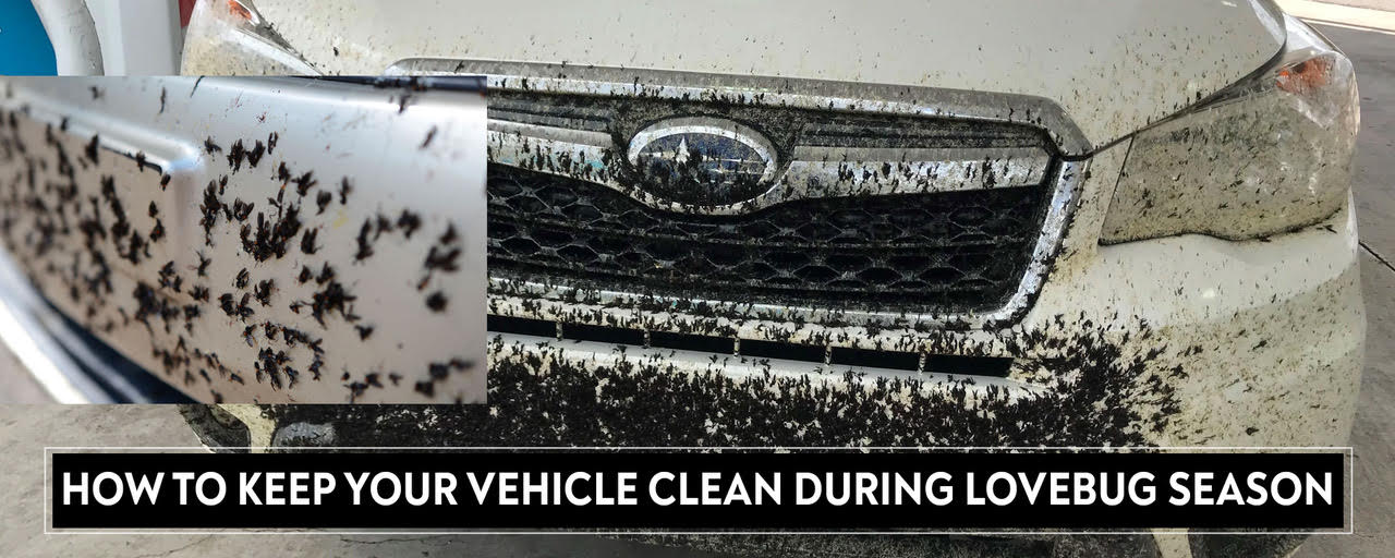 How To Keep Your Vehicle Clean During LoveBug Season