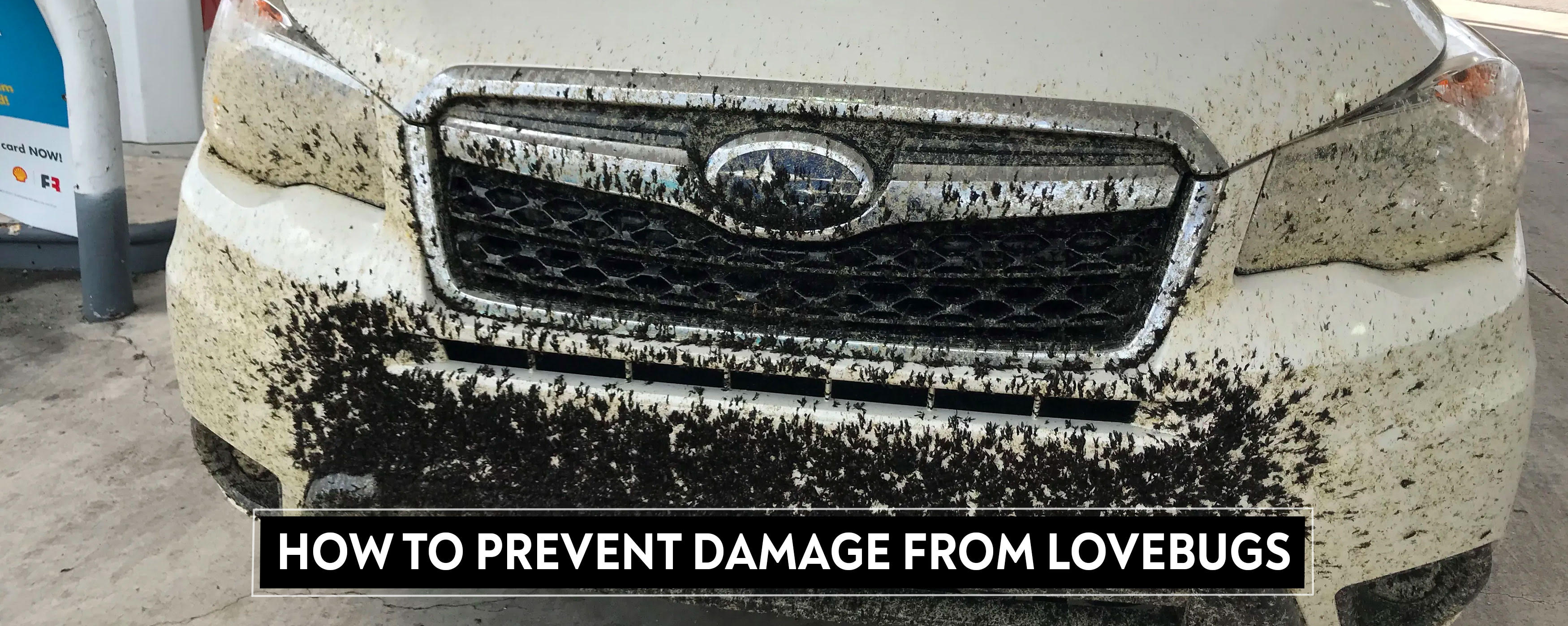 How To Prevent Damage from Lovebugs